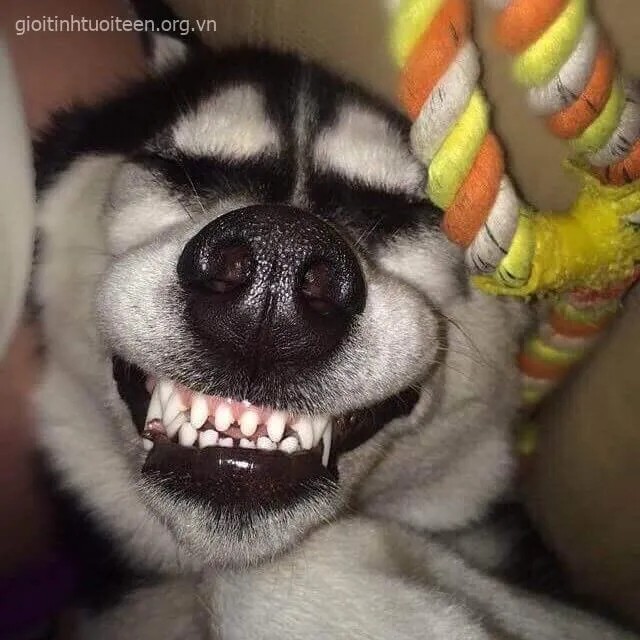 Hình ảnh Husky tươi cười, lan tỏa niềm vui tích cực