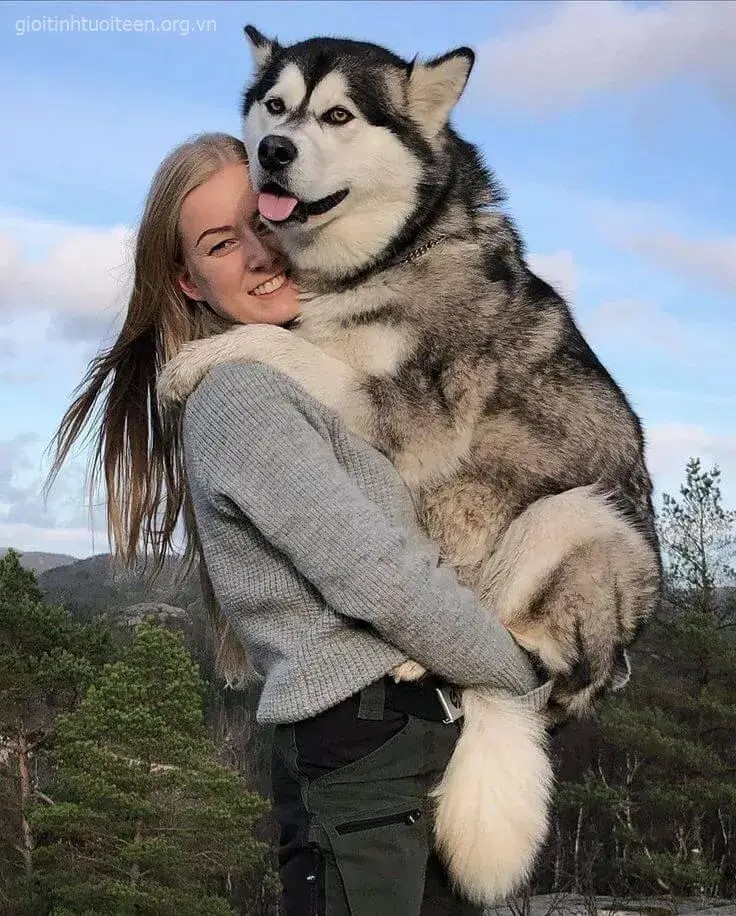 Meme chó Husky với khuôn mặt ngơ ngác đáng yêu