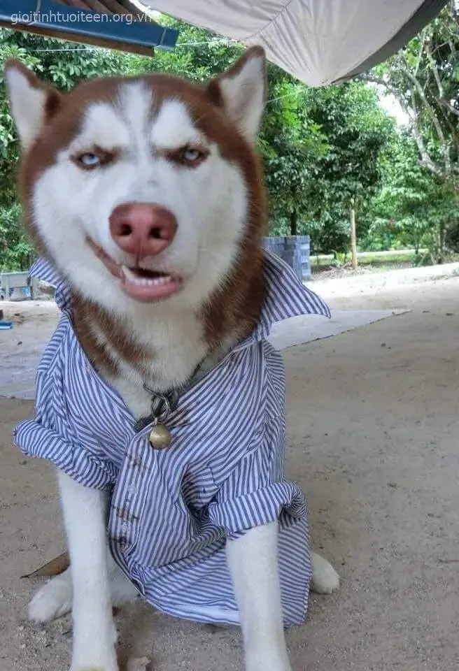 Meme Husky biểu cảm buồn cười, troll mọi tình huống