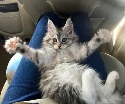 Mèo con nằm dang tay đáng yêu chờ được ôm
