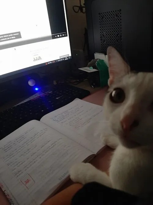 Meme mèo học bài cute mệt nhưng vẫn đáng yêu lắm