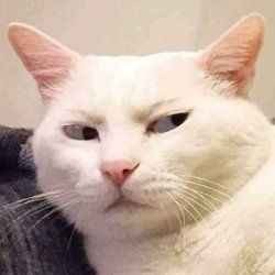 Meme khinh bỉ nổi tiếng khắp cộng đồng mạng