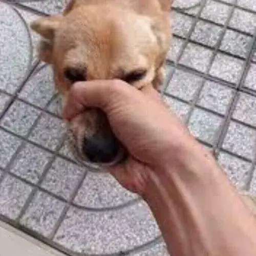 Meme chế bịt miệng chó ngăn drama kịp thời