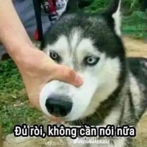 Hình troll khóa mõm chó dành cho dân nhiều chuyện