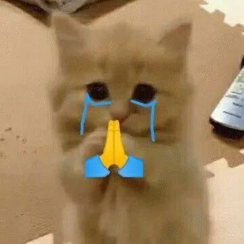 Meme mèo đôi mắt ướt nước nhìn lên như van xin mong manh.