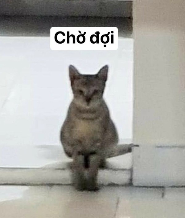Chú mèo với biểu cảm mệt mỏi và chờ đợi