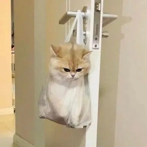 Meme hài mèo gắt ném ánh nhìn sát thương về phía chủ
