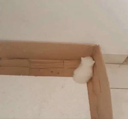 Meme mèo quay lưng giận dỗi dành cho những lúc bạn muốn dỗi nhẹ