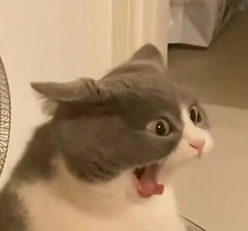 Meme mèo giận dỗi xoay lưng nhìn chủ bằng ánh mắt gườm gườm