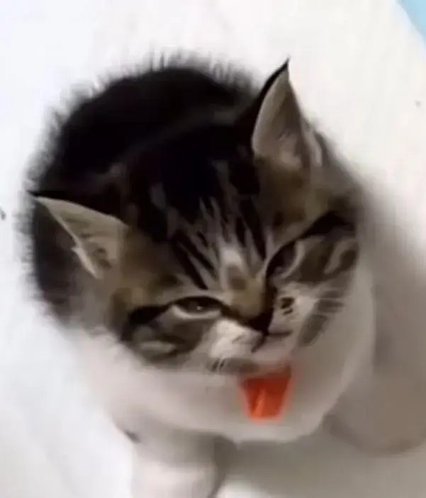 Meme mèo lườm mắt đôi mắt long lanh đầy giận dữ