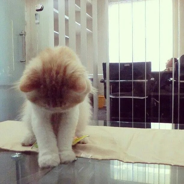 Biểu cảm mèo con ngại ngùng và dễ thương khi nhận lỗi