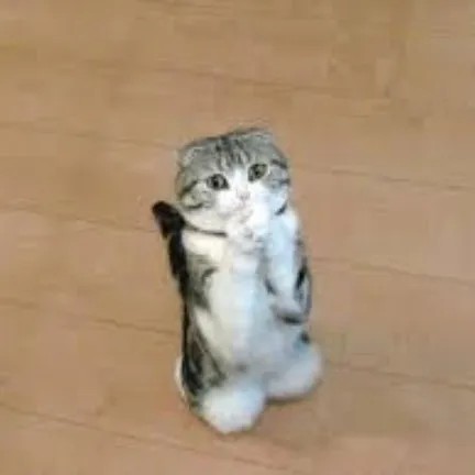 Meme mèo con quỳ lạy cứu cánh deadline dí
