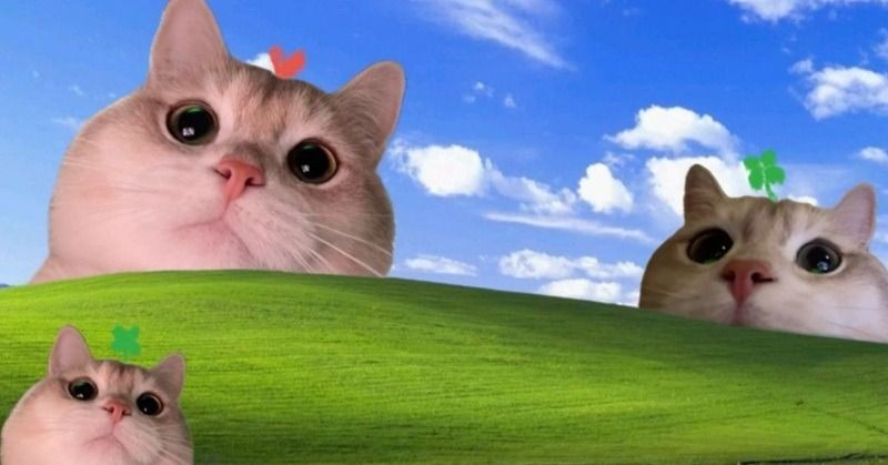 Hình nền máy tính meme về chuột lang nước Capybara với biểu cảm vô tri gây cười