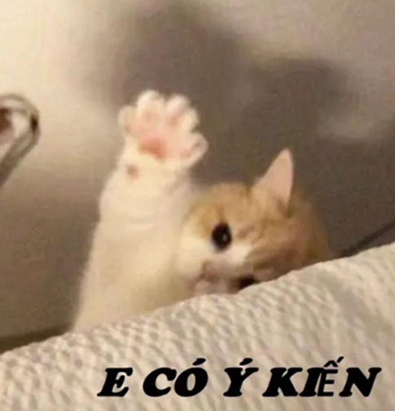 Meme mèo giơ tay xin ý kiến với biểu cảm ngộ nghĩnh
