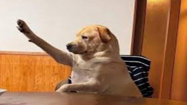 Tổng Hợp 40+ Meme Ý Kiến, Giơ Tay Xin Phát Biểu Đầy Vô Tri Nhưng Cực Hài Hước