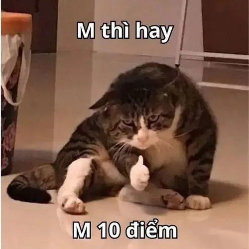 Meme mèo 10 điểm dùng làm phản ứng quá hợp