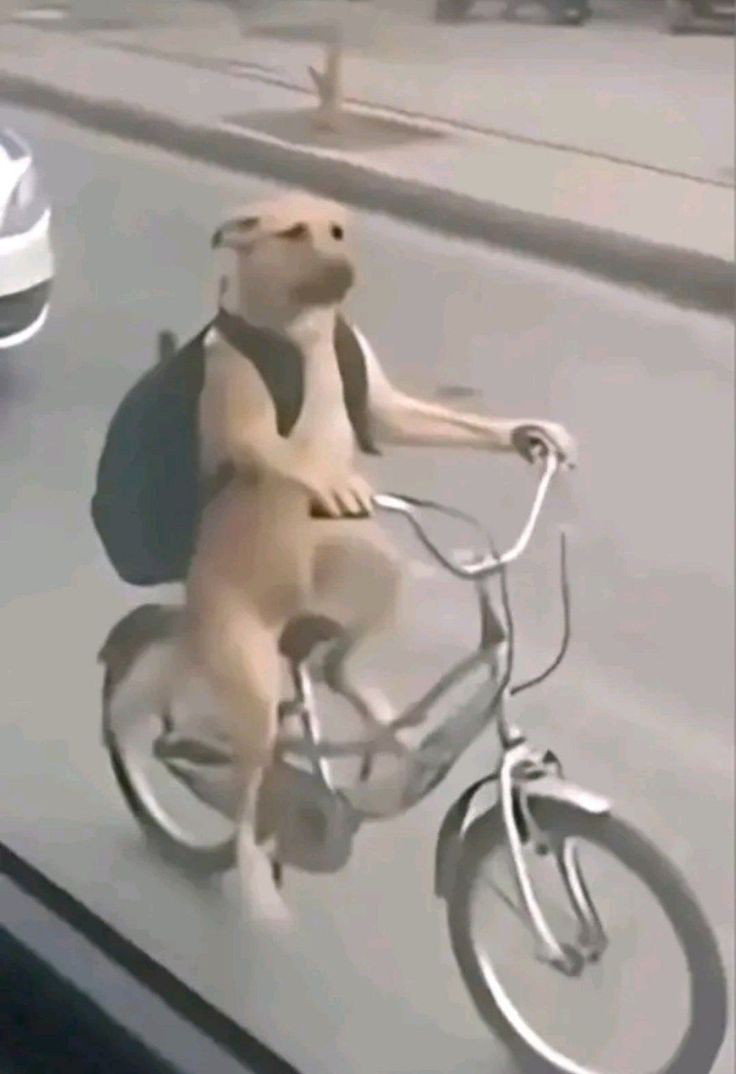 Meme bựa lầy lội với biểu cảm ngạc nhiên và khó tin