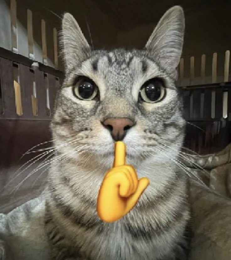 Meme bựa với biểu cảm cau mày đầy vẻ nghiêm túc