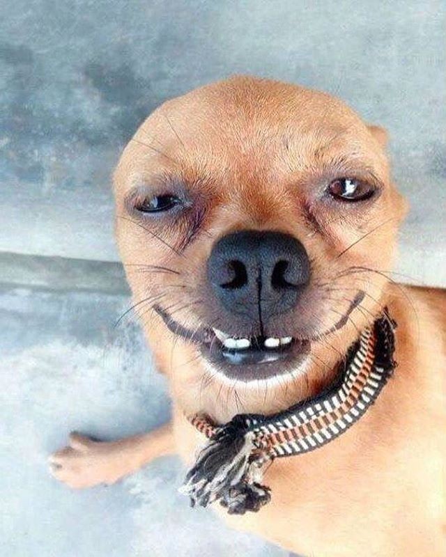 Meme bựa với biểu cảm cười tủm tỉm, đầy ẩn ý