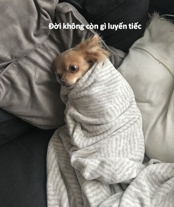 Chú chó với biểu cảm bất lực, như thể đang đối mặt với nhiều vấn đề nan giải
