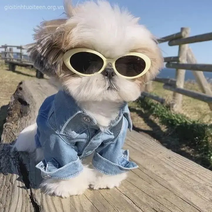 Ảnh chó con Chihuahua vui nhộn mặc áo len nhỏ.