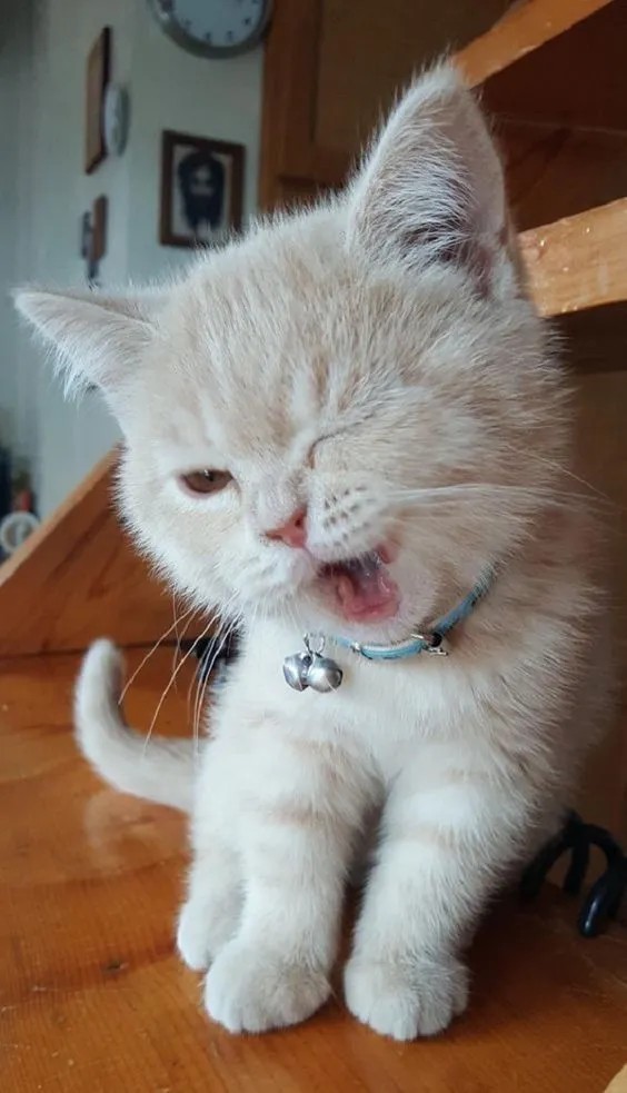 Hình mèo cute với đôi mắt long lanh, gương mặt ngây ngô đầy cảm xúc.