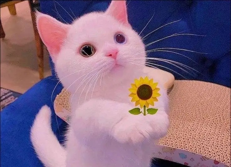 Mèo ôm bông hoa nhỏ, ánh mắt ngọt ngào đáng yêu.