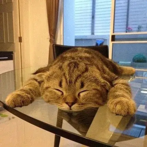 Meme mèo mệt muốn xỉu lan truyền khắp mạng xã hội