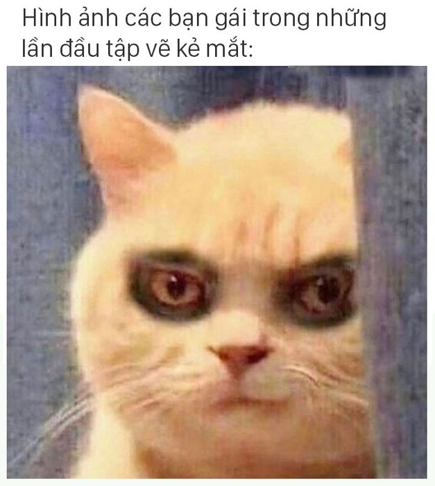 Hình ảnh mèo mắt thâm quầng, thần thái mệt mỏi sau nhiều ngày làm việc căng thẳng