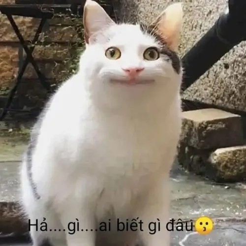Meme chế khuôn mặt mèo trắng nhìn trời vô tội
