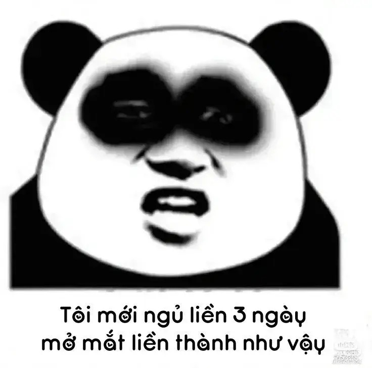 Gấu trúc mắt thâm biểu cảm mệt mỏi sau đêm thức