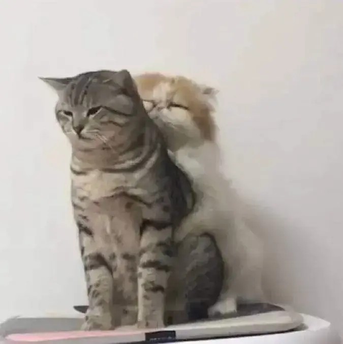 Ảnh meme 2 con mèo con ôm nhau đáng yêu