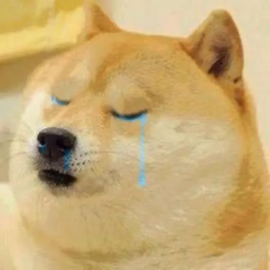 Shiba run rẩy, ánh mắt trống rỗng khóc đau khổ.
