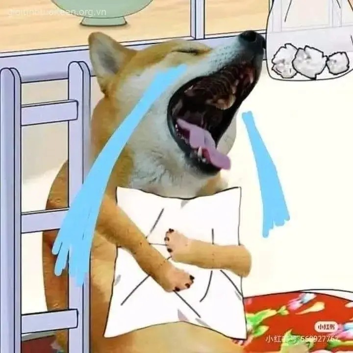 Chú chó Shiba ôm gối khóc thét rất thảm thiết