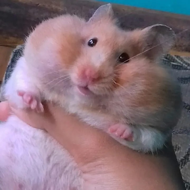 Meme chú chuột hamster cười khúc khích vô cùng ngộ nghĩnh