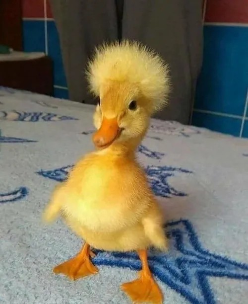 Khoảnh khắc vịt cười troll siêu lầy lội.