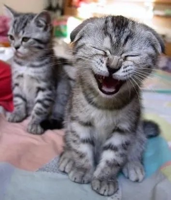Meme mèo cười bùng nổ tạo ra niềm vui bất tận
