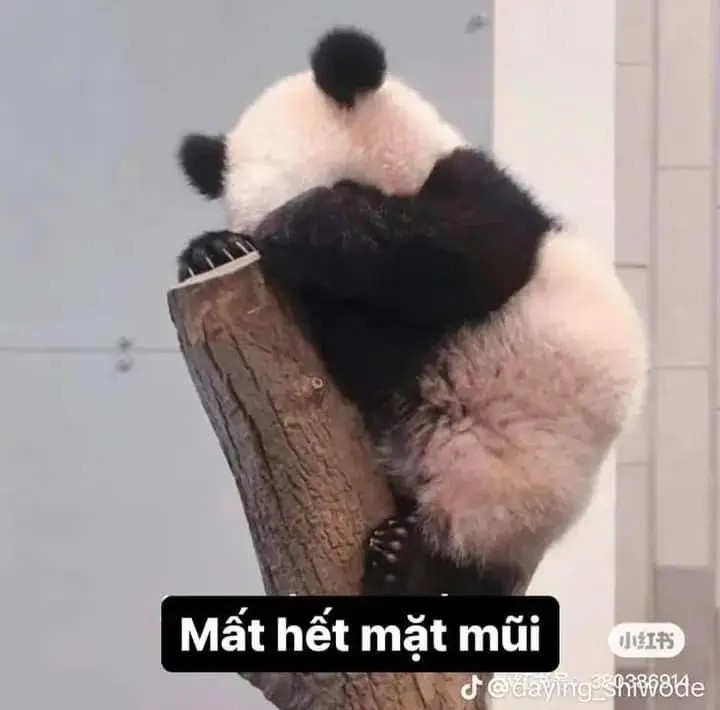 Ảnh chế gấu trúc mắc cỡ mất hết mặt mũi
