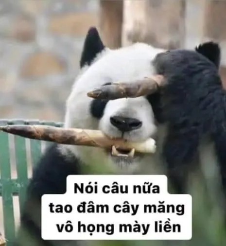 Ảnh chế gấu trúc: Nói câu nữa tao đâm cây măng vô họng mày liền