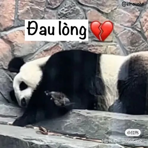 Ảnh chế kiểu “khi cuộc đời tát mình phát đau”, hình ảnh hài hước về những cú sốc trong cuộc sống