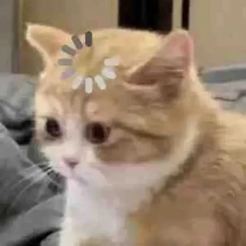 Ảnh troll mèo lo lắng phô bày biểu cảm gương mặt căng thẳng và né tránh