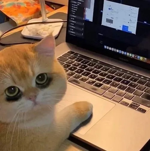 Mèo mắt thâm nằm ngủ gật, biểu tượng của sự thiếu ngủ mãn tính và cần nghỉ ngơi