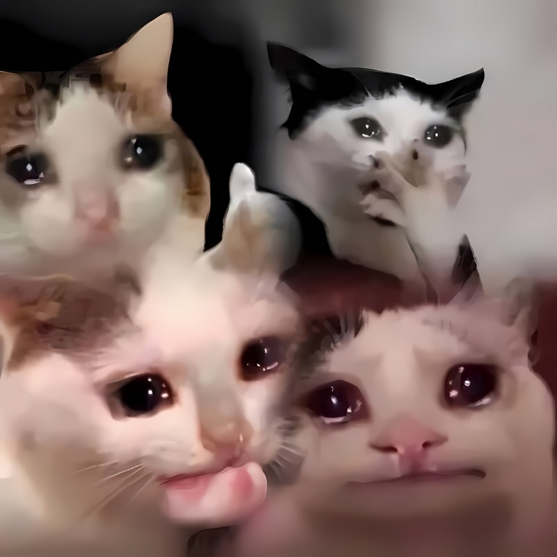 Hình meme mèo cười che miệng vừa ngại ngùng vừa đáng yêu