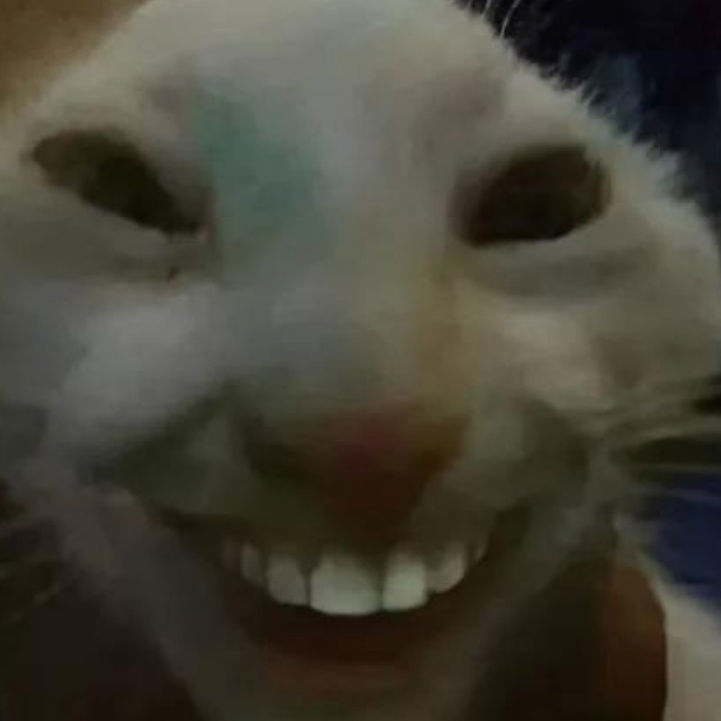 Meme mèo cười nhe răng với biểu cảm vui tươi