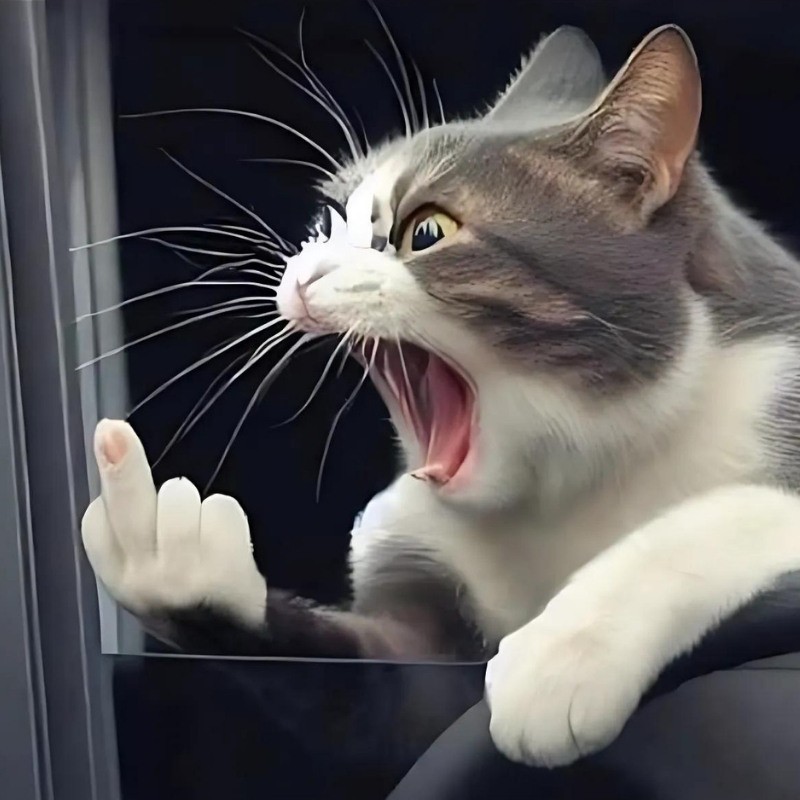 Ảnh meme mèo cười chỉ tay đầy tự tin và ngầu