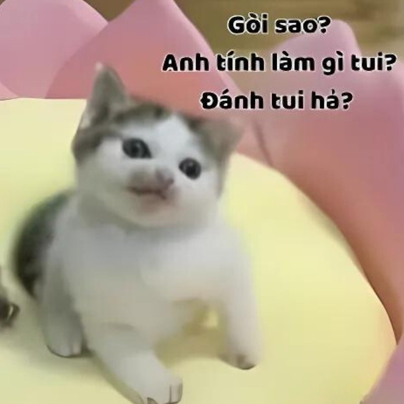 Meme mèo cười nhếch mép giả trân đầy hài hước