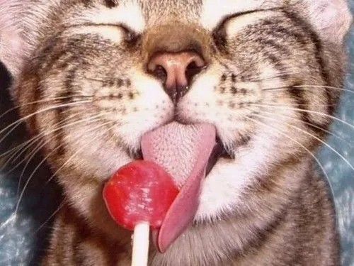 Chú mèo vằn lè lưỡi một cách tinh nghịch và đáng yêu