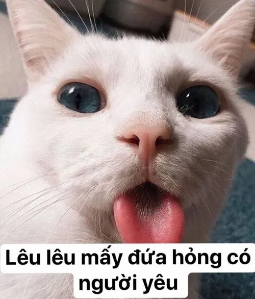 Mèo con lè lưỡi lêu lêu trêu chọc một cách tinh nghịch