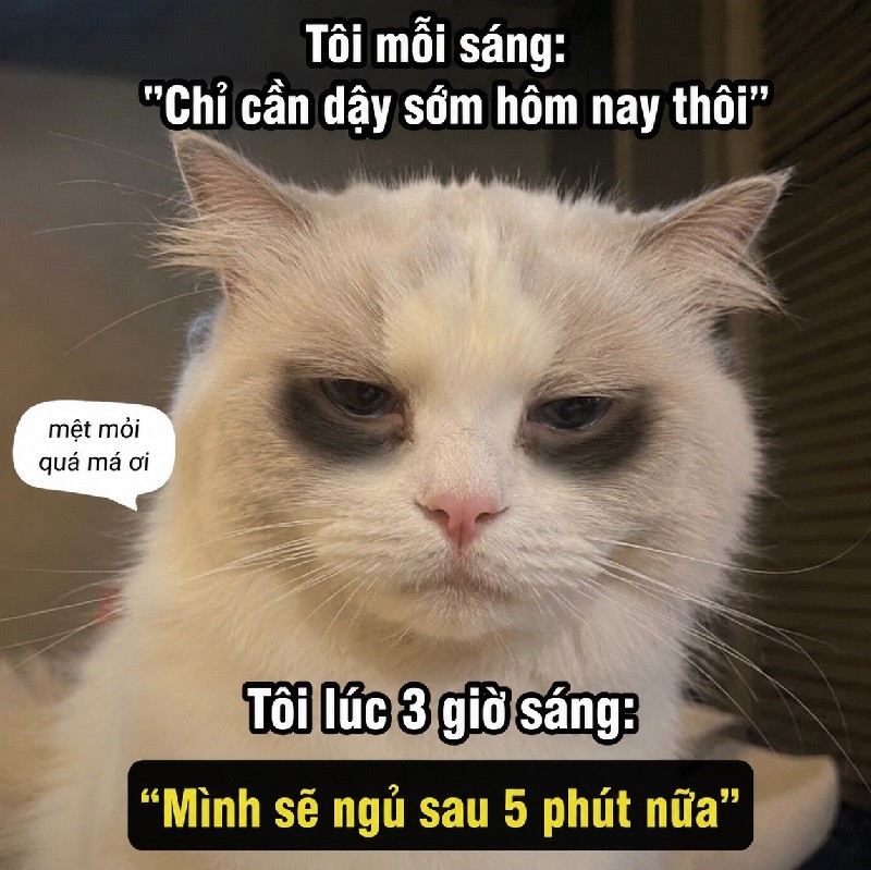 Chú mèo với đôi mắt thâm quầng và vẻ mặt mệt mỏi thể hiện sự kiệt sức