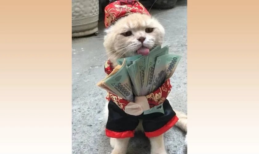 Meme mèo Tết bựa, bá đạo 2026